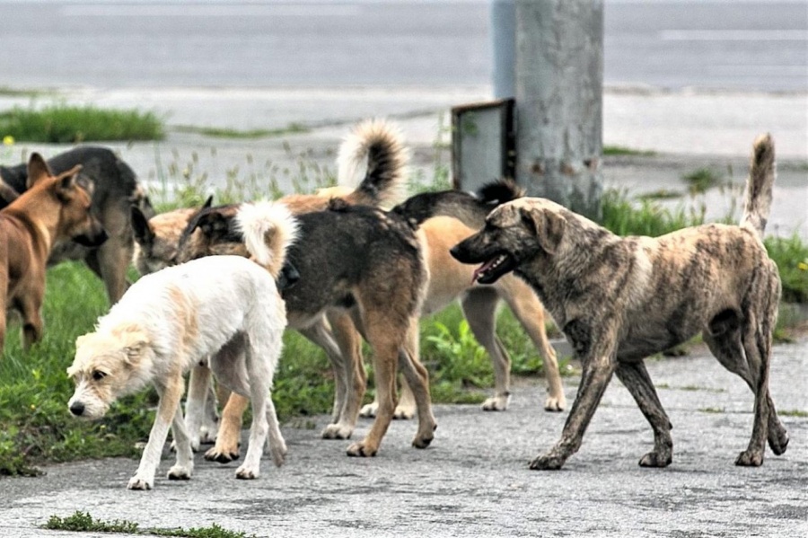 Чиновники Перми заплатят владельцу машины за ущерб от бродячих собак 