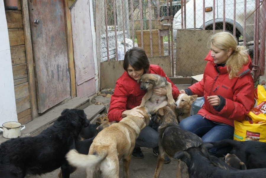 Эксперты ОКМО подготовили обзор законодательства о регулировании полномочий ОМСУ по созданию приютов для безнадзорных животных