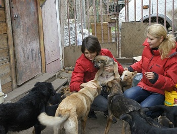 Эксперты ОКМО подготовили обзор законодательства о регулировании полномочий ОМСУ по созданию приютов для безнадзорных животных