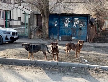 Брянское управление ветеринарии разработало порядок защиты населения от агрессивных бездомных собак